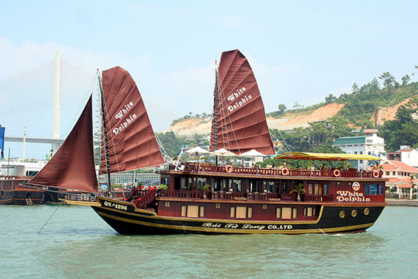 Dolphine Cruise